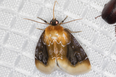 Chrysoecia scira