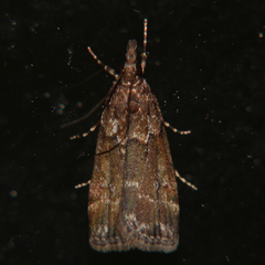 Eudonia dochmia