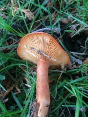 Lactarius aurantiacus