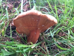 Lactarius aurantiacus