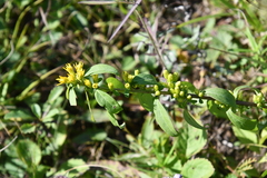 Solidago decurrens