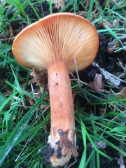 Lactarius aurantiacus