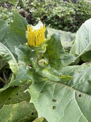 Silphium perfoliatum