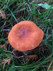 Lactarius aurantiacus