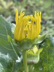 Silphium perfoliatum