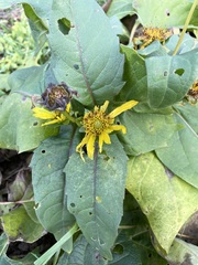Silphium perfoliatum