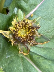Silphium perfoliatum