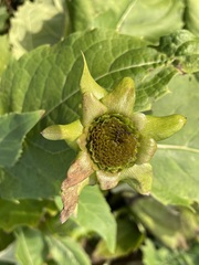 Silphium perfoliatum