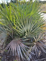 Serenoa repens