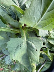 Silphium perfoliatum