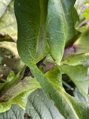 Silphium perfoliatum