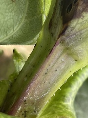 Silphium perfoliatum
