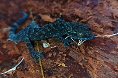 Cyrtodactylus marmoratus