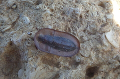 Cossyphus hoffmannseggi