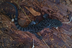 Cyrtodactylus marmoratus