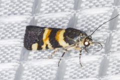 Spragueia funeralis