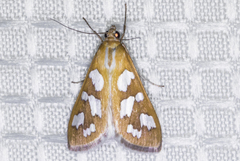 Diastictis robustior