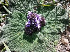 Phlomoides rotata