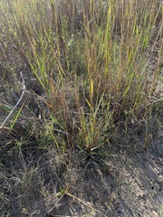 Sporobolus alterniflorus