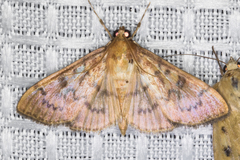 Psara dryalis