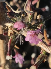 Stephanomeria virgata