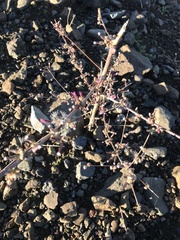 Stephanomeria virgata