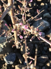Stephanomeria virgata
