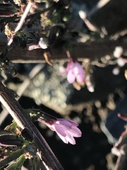 Stephanomeria virgata