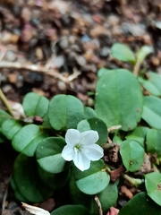 Evolvulus nummularius