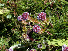 Hylotelephium anacampseros