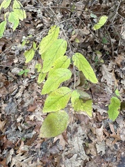 Lonicera