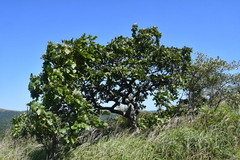 Quercus mongolica