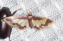 Idaea basinta