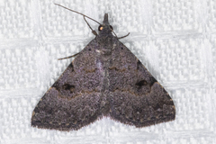 Nychioptera noctuidalis