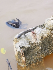 Varanus salvator macromaculatus