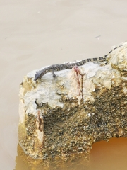 Varanus salvator macromaculatus