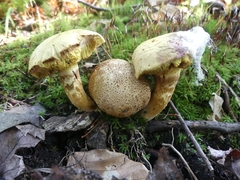 Pseudoboletus parasiticus