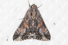 Melipotis jucunda