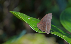 Parataygetis lineata