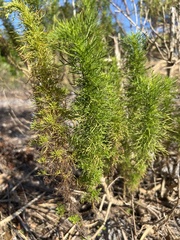 Eupatorium capillifolium