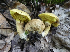 Pseudoboletus parasiticus