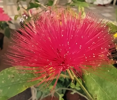 Calliandra tergemina