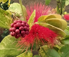 Calliandra tergemina
