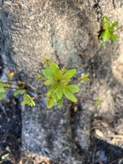 Litsea rotundifolia