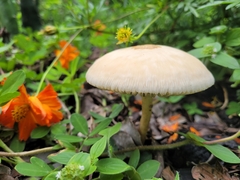 Agaricales