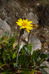 Robinsonecio gerberifolius