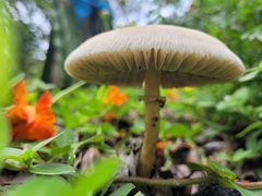 Agaricales