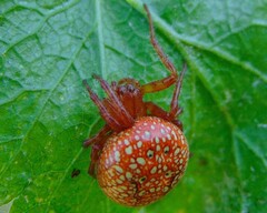 Araneus alsine