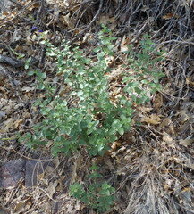 Salvia lycioides