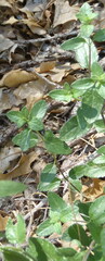 Salvia lycioides